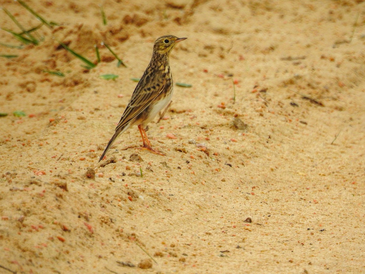 Short-billed Pipit - ML636680695