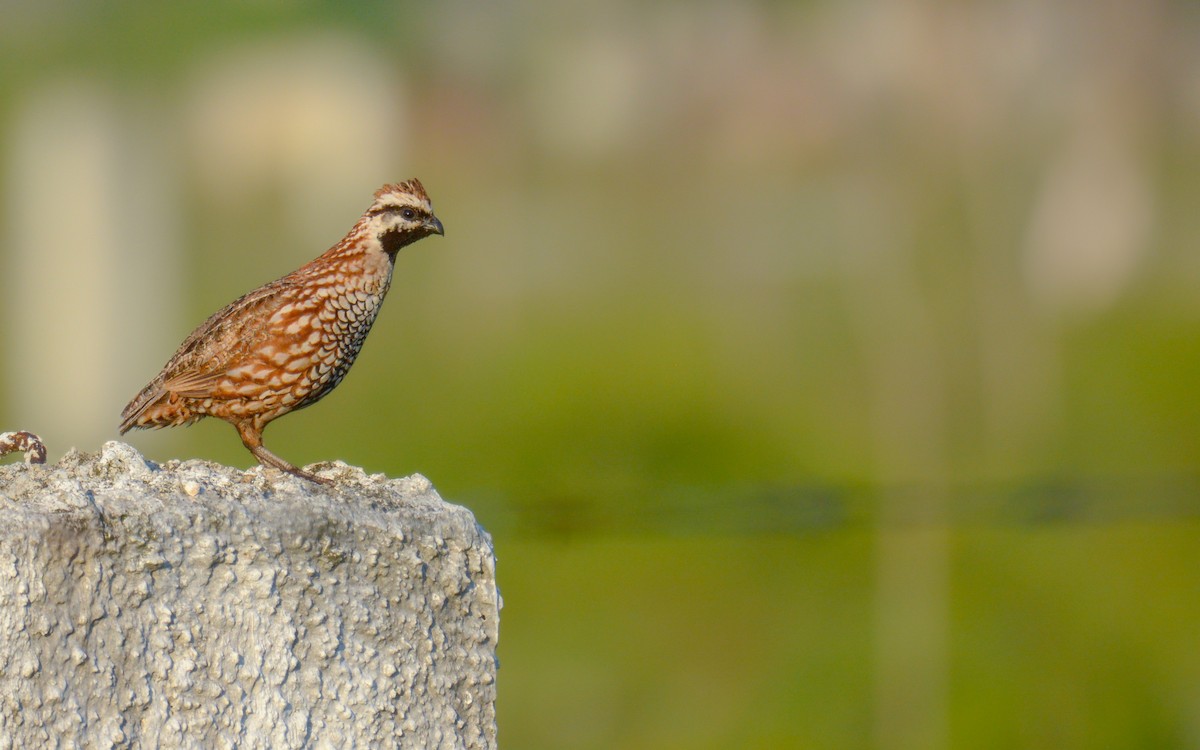 Black-throated Bobwhite - ML636680759