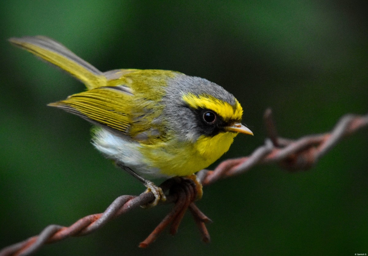 Black-faced Warbler - ML636680926