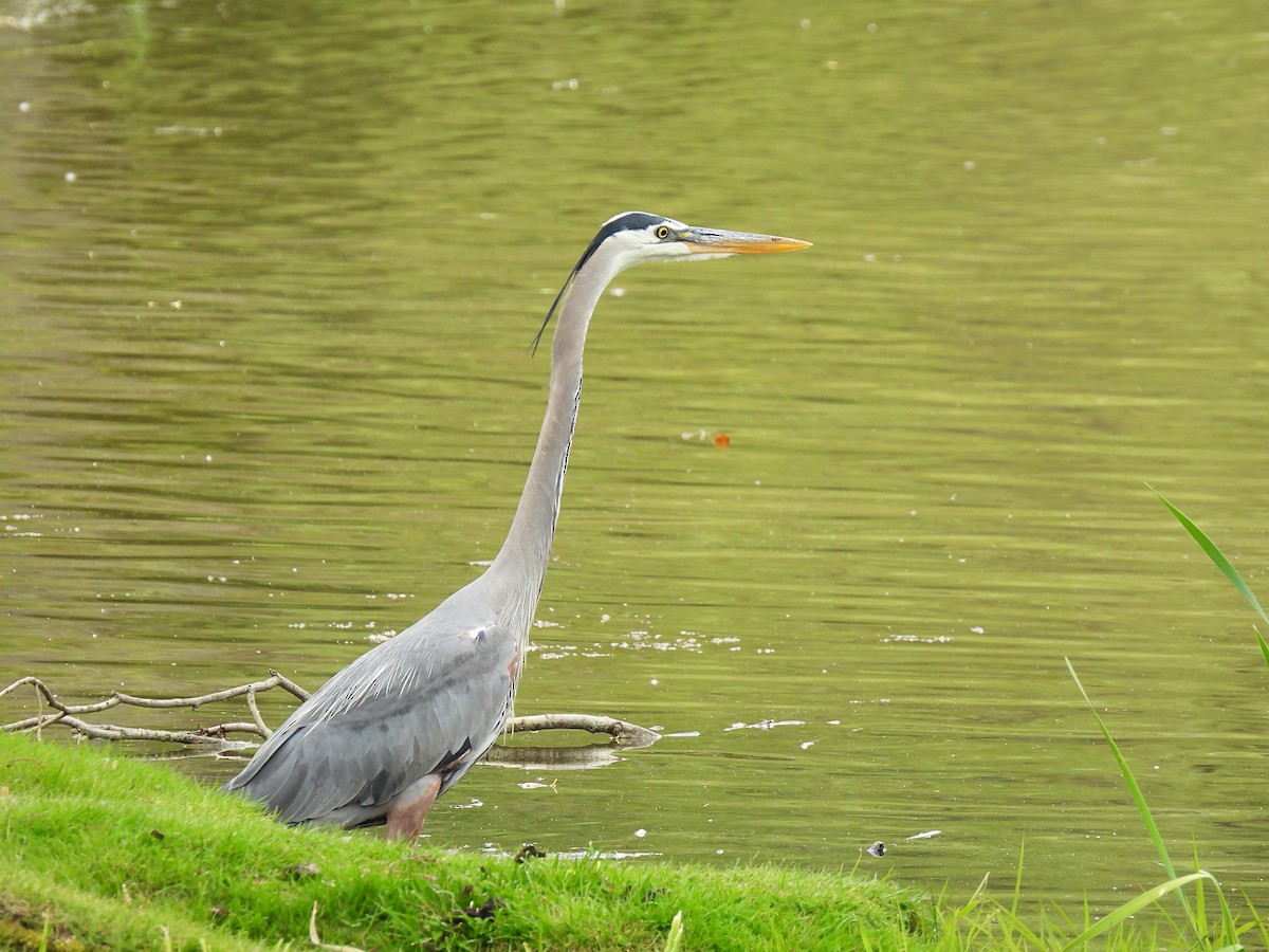 Great Blue Heron - ML636681070