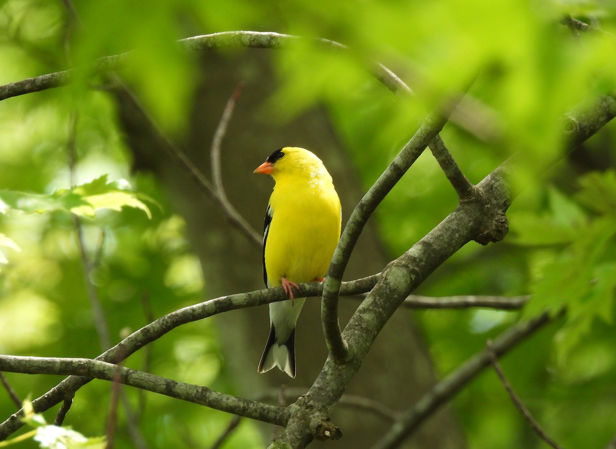 American Goldfinch - ML636681082