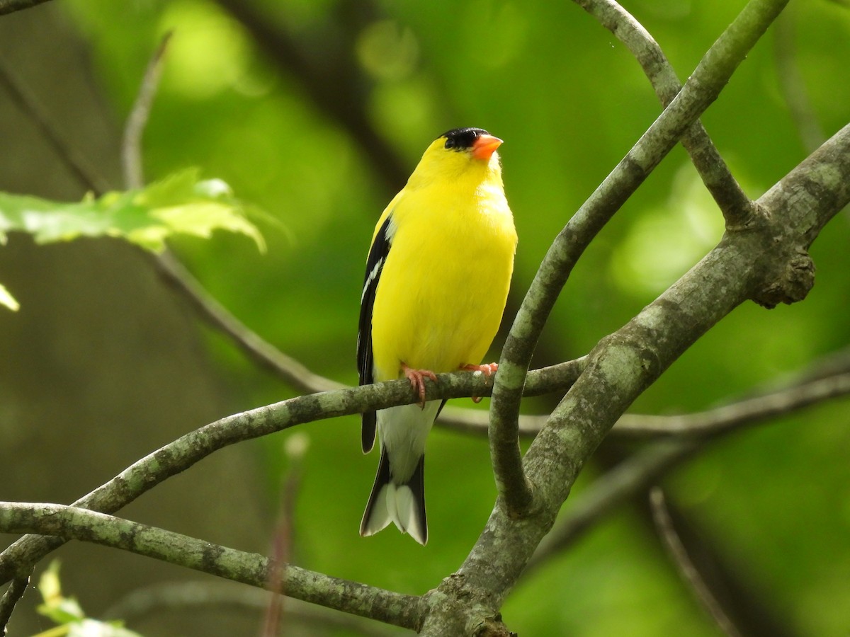 American Goldfinch - ML636681090