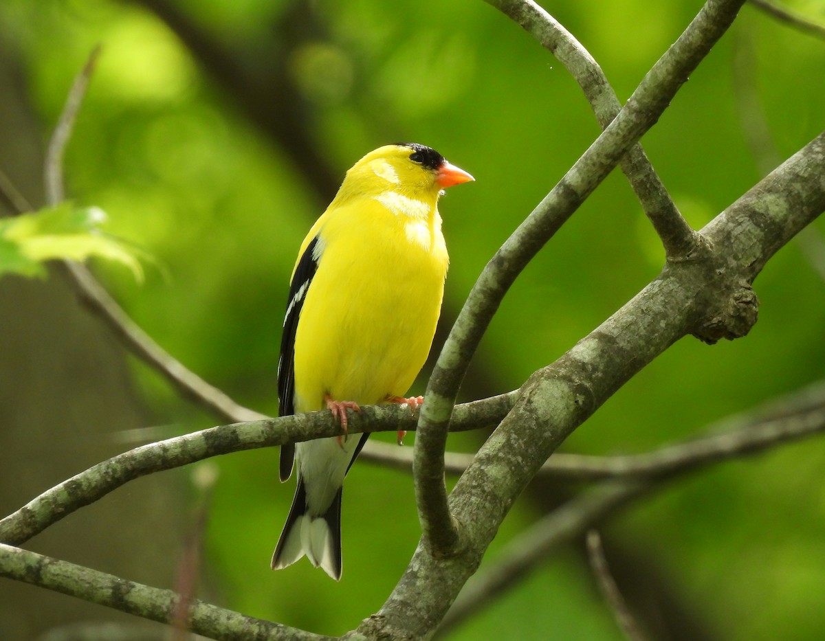 American Goldfinch - ML636681095