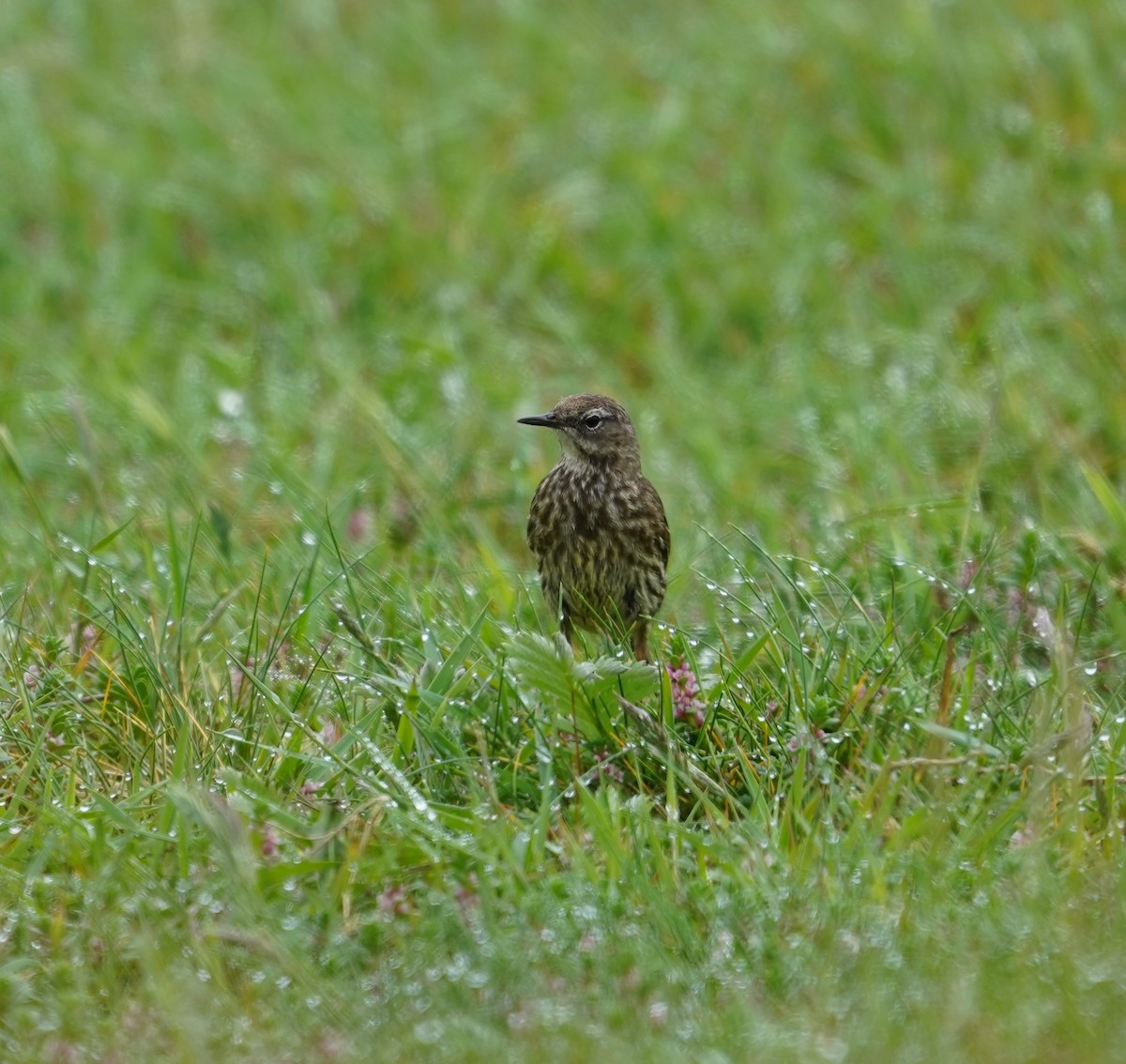 Rock Pipit - ML636681133