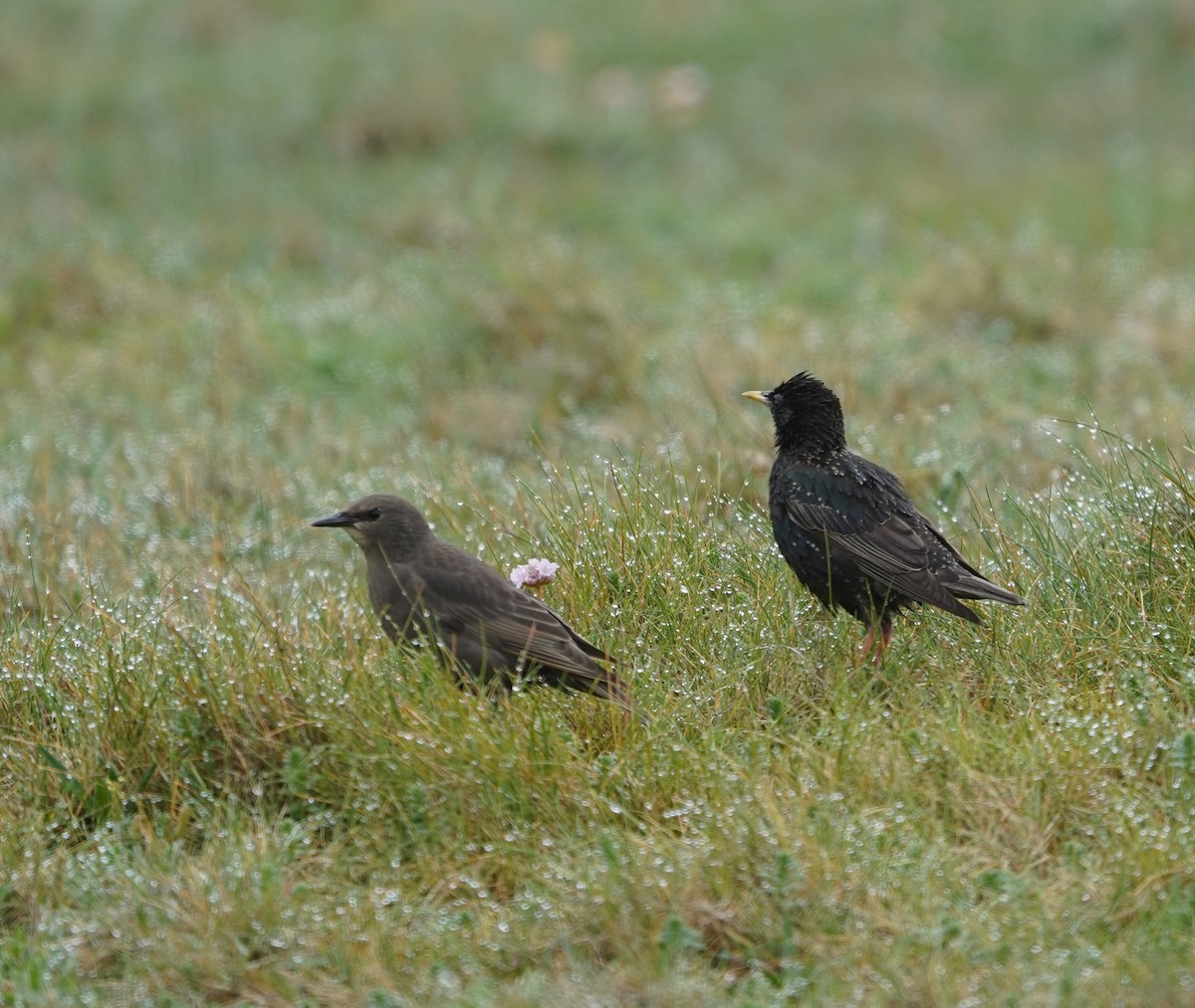 European Starling - ML636681138