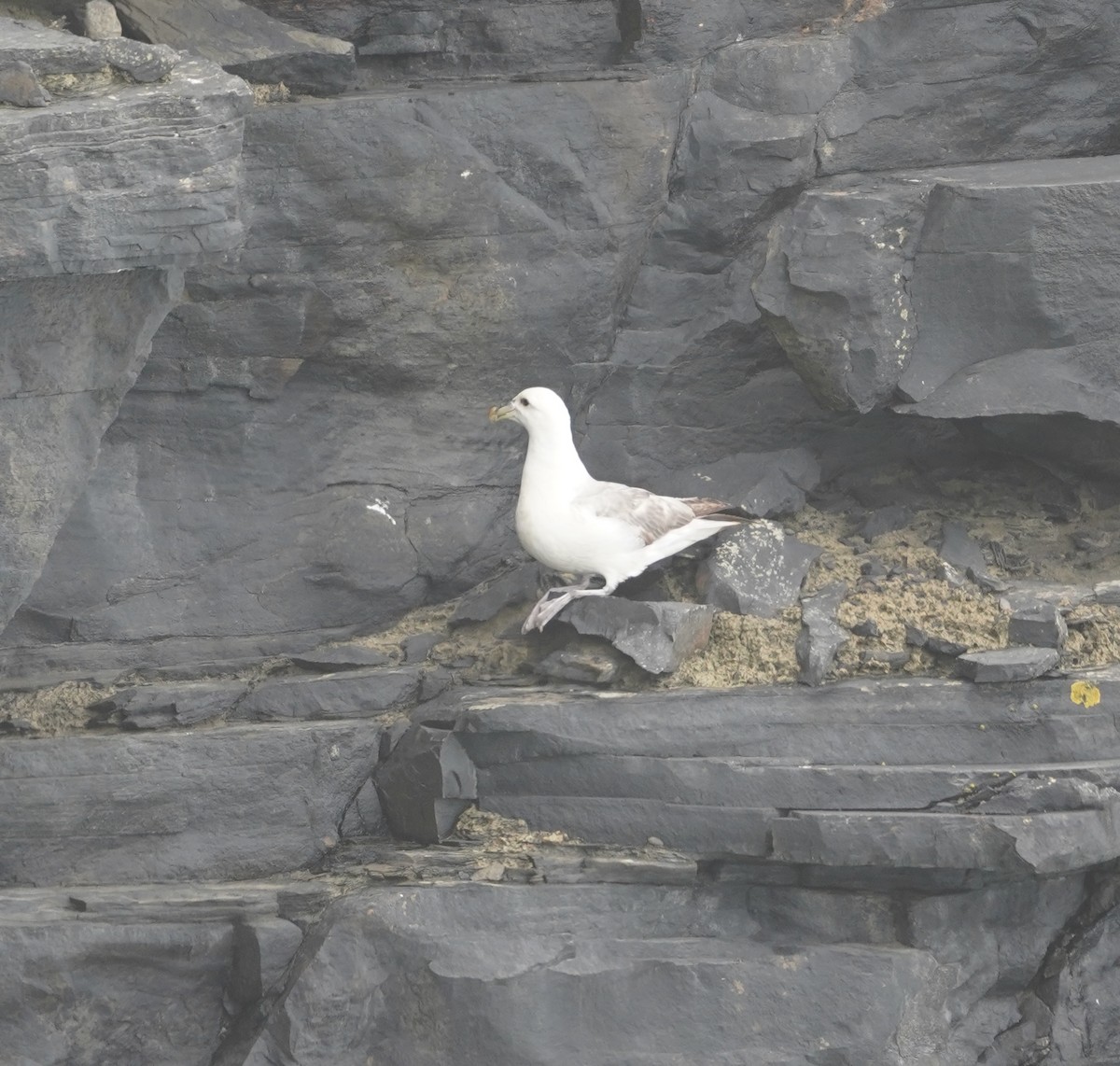Northern Fulmar - ML636681144
