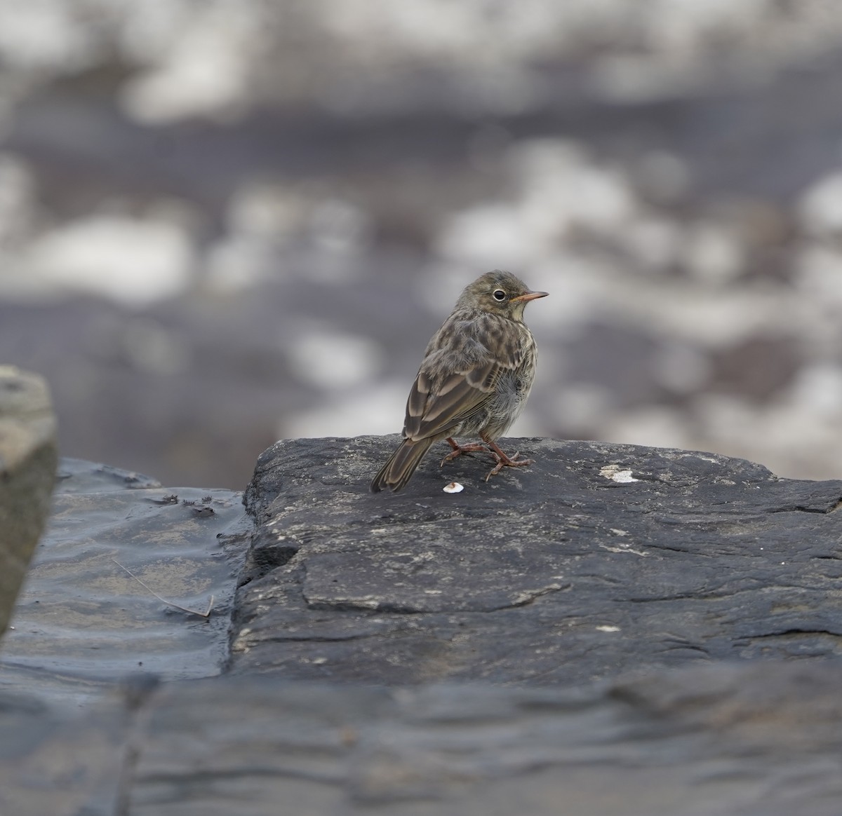 Rock Pipit - ML636681160