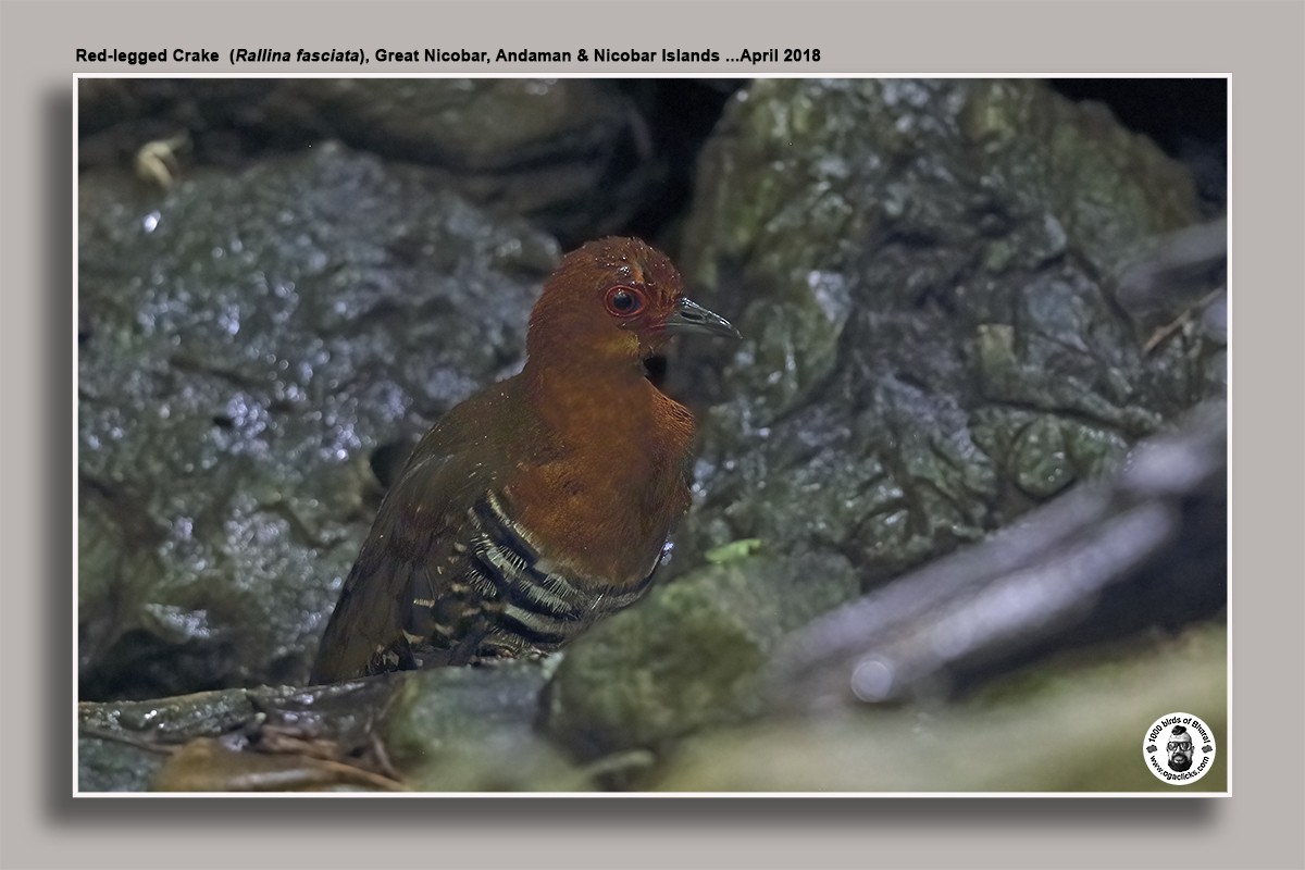 Red-legged Crake - ML636681200