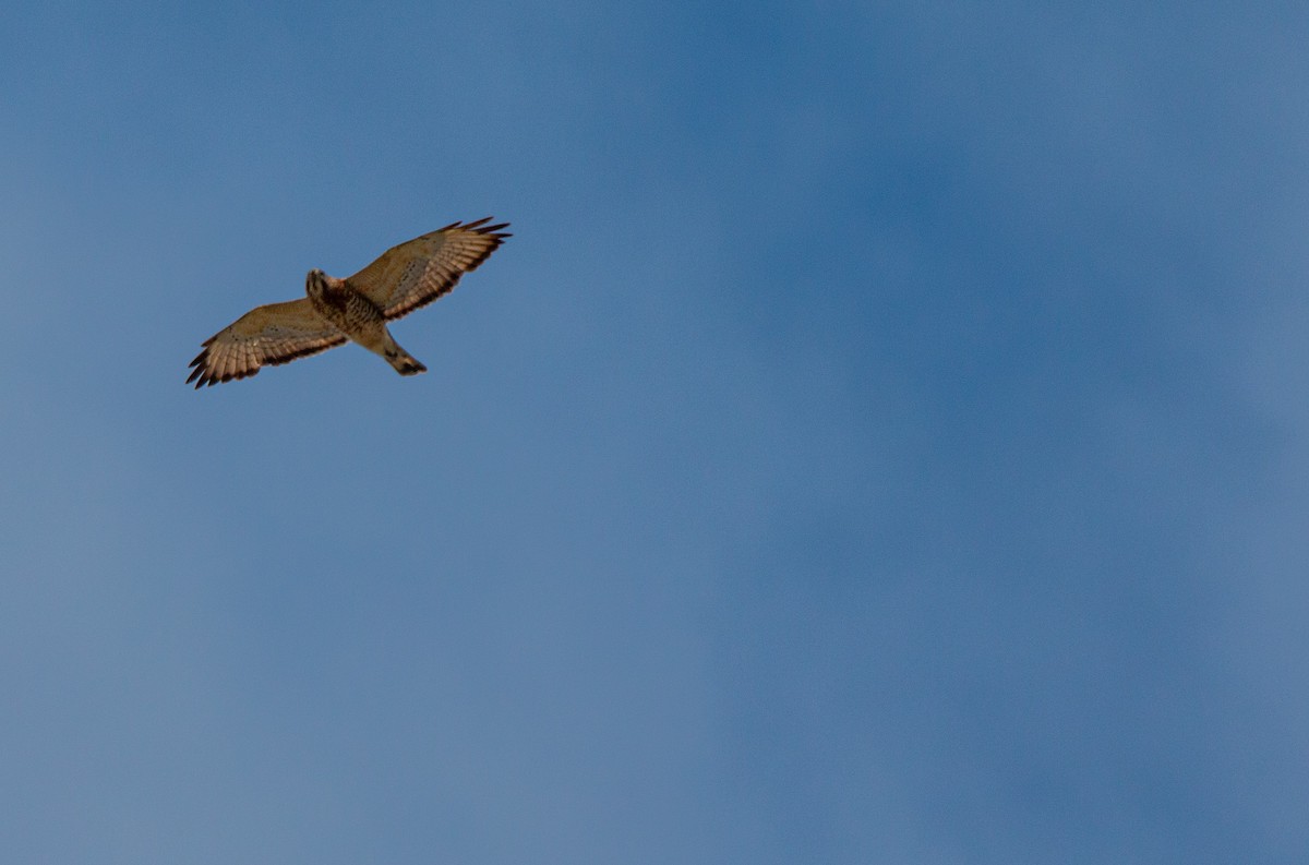 Broad-winged Hawk - ML636681218