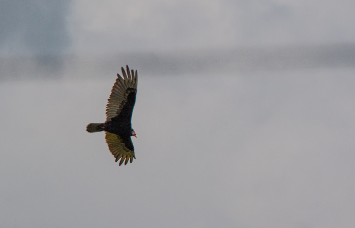 Turkey Vulture - ML636681229