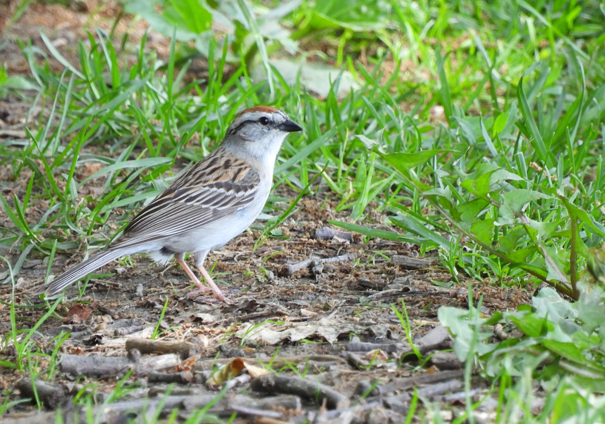 Chipping Sparrow - ML636681232