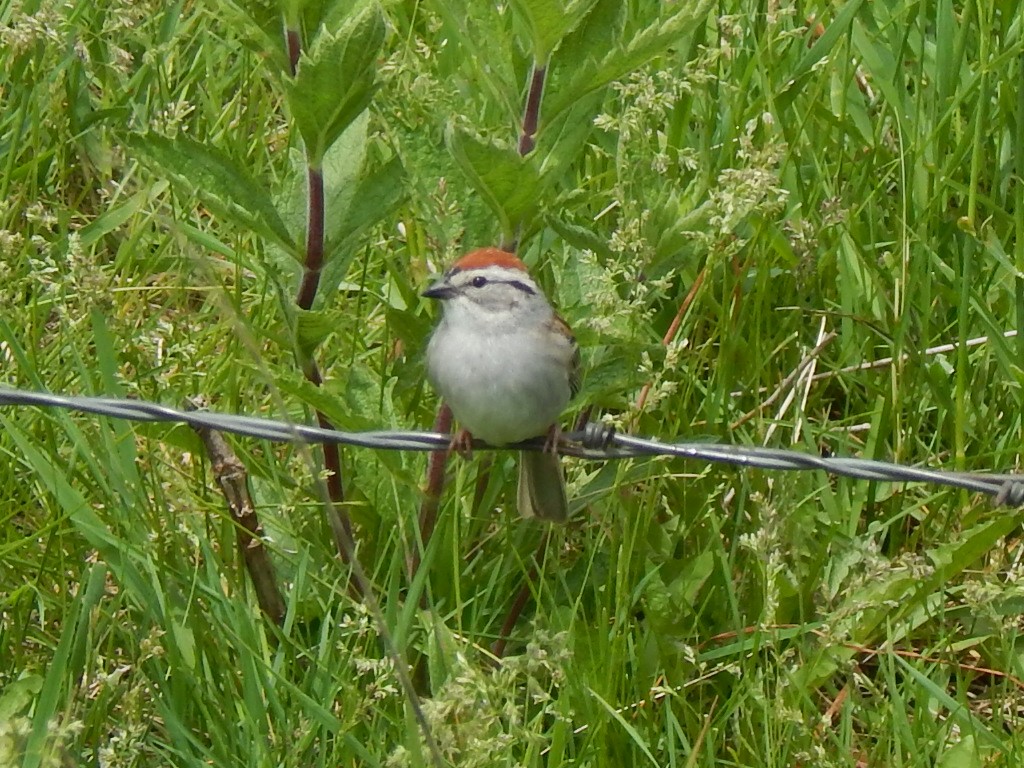 Chipping Sparrow - ML636681252