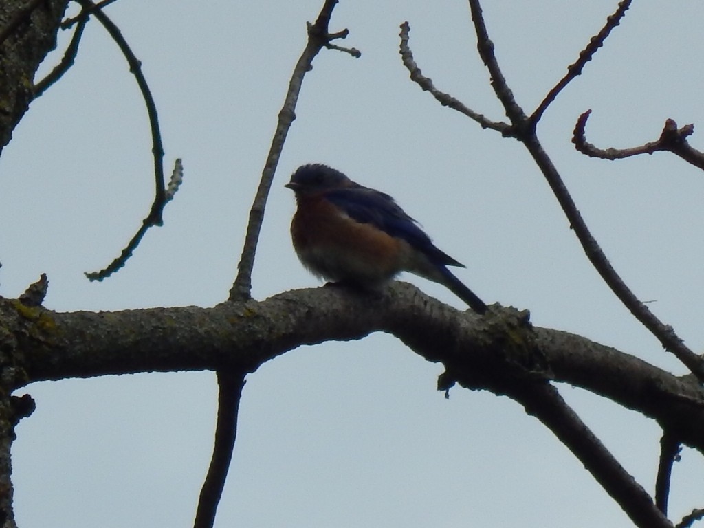 Eastern Bluebird - ML636681259