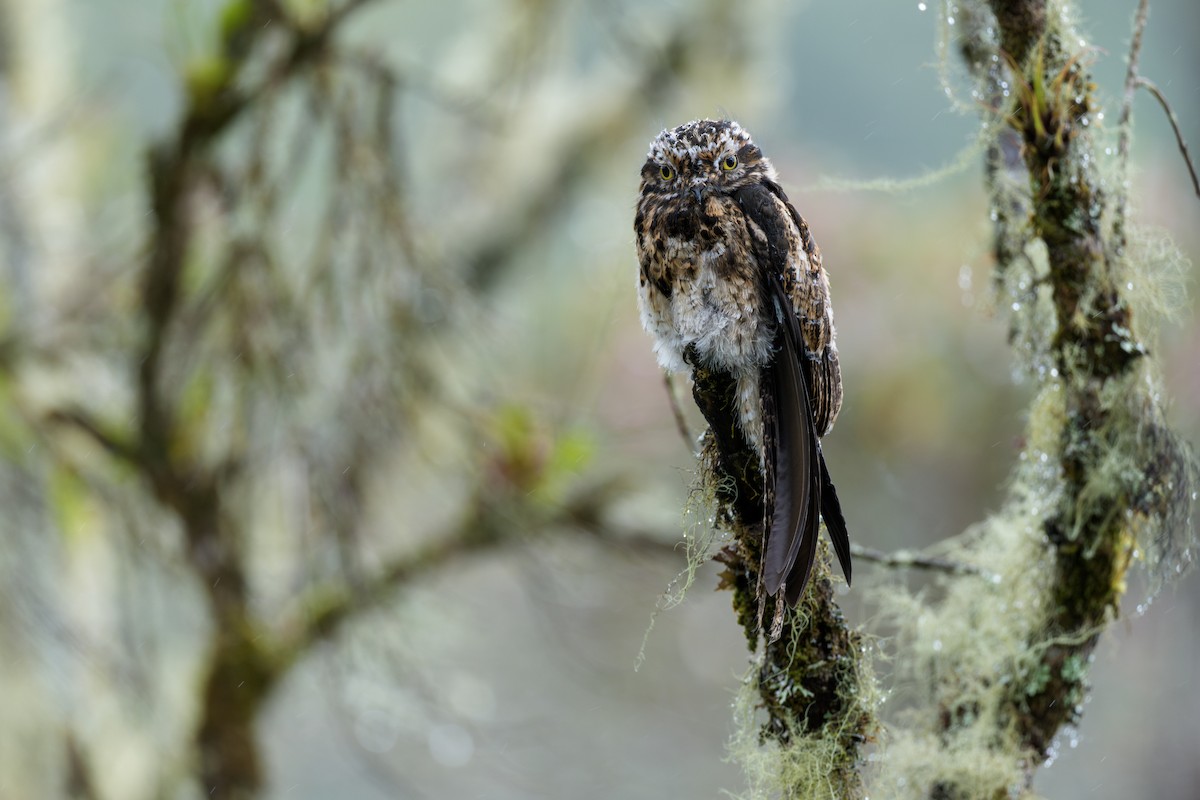 Andean Potoo - ML636681279