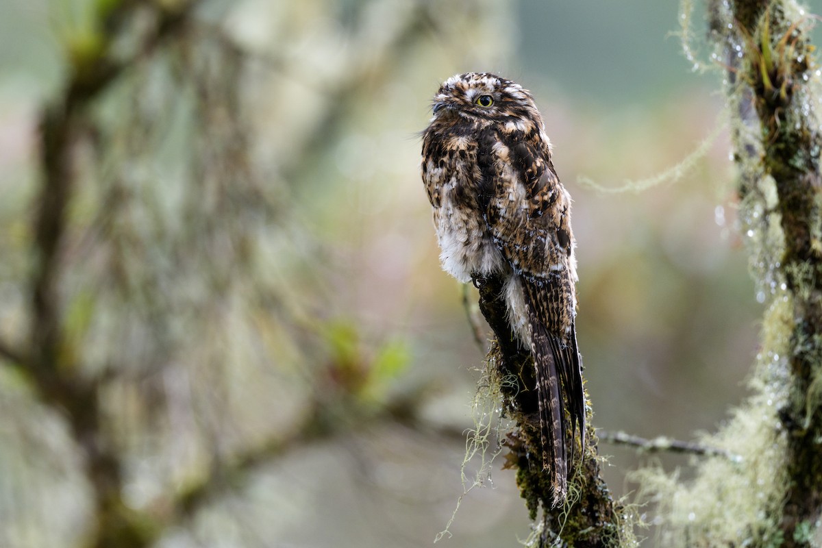 Andean Potoo - ML636681281