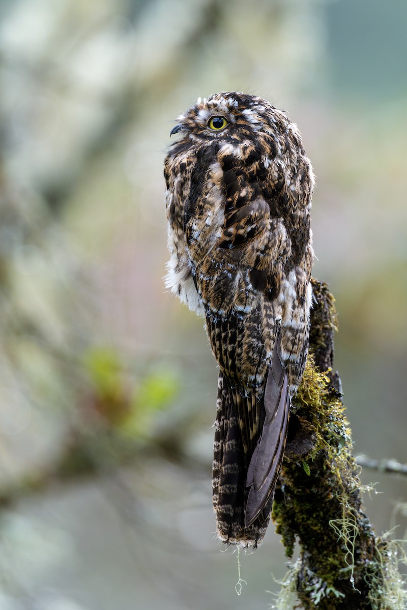 Andean Potoo - ML636681282