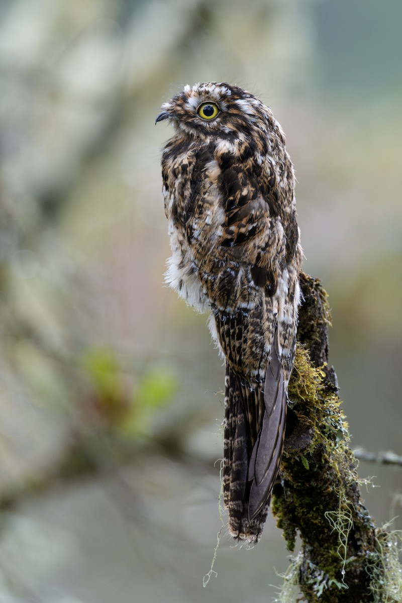 Andean Potoo - ML636681283
