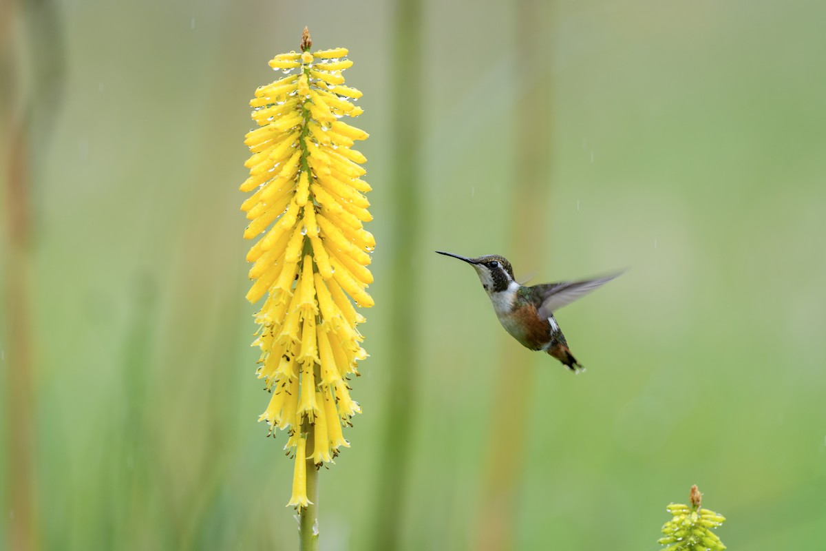 White-bellied Woodstar - ML636681297