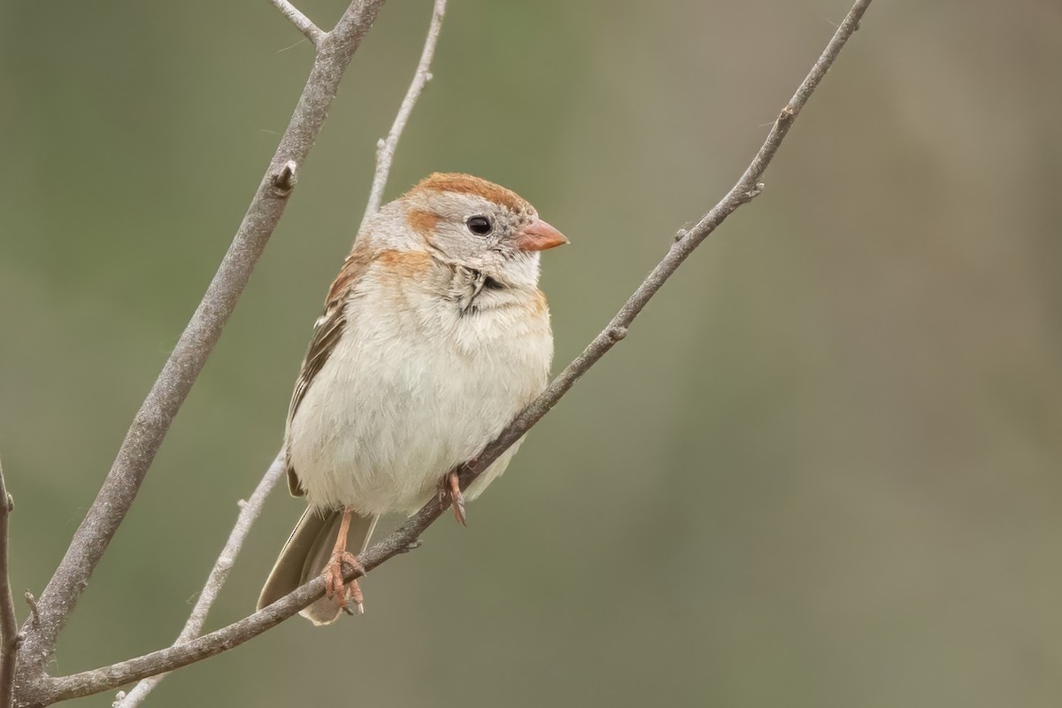 Field Sparrow - ML636681425