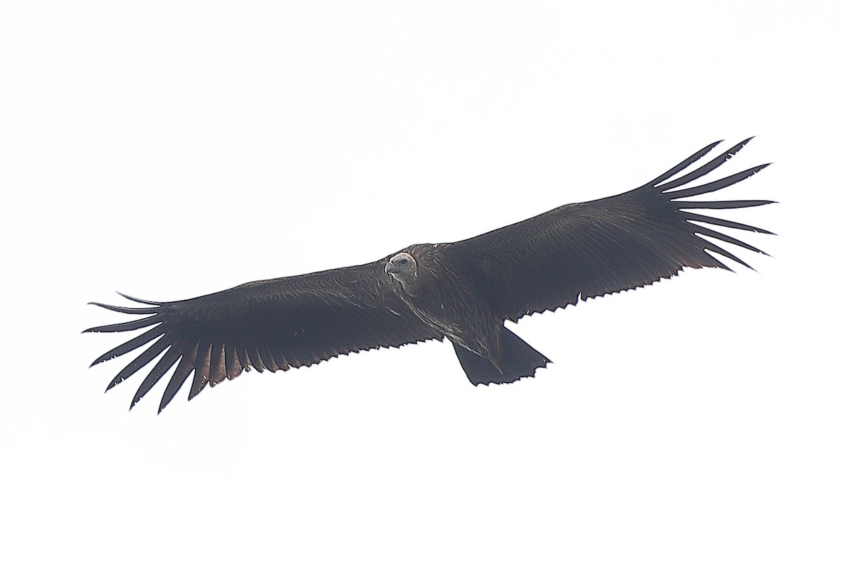 Himalayan Griffon - ML636681438