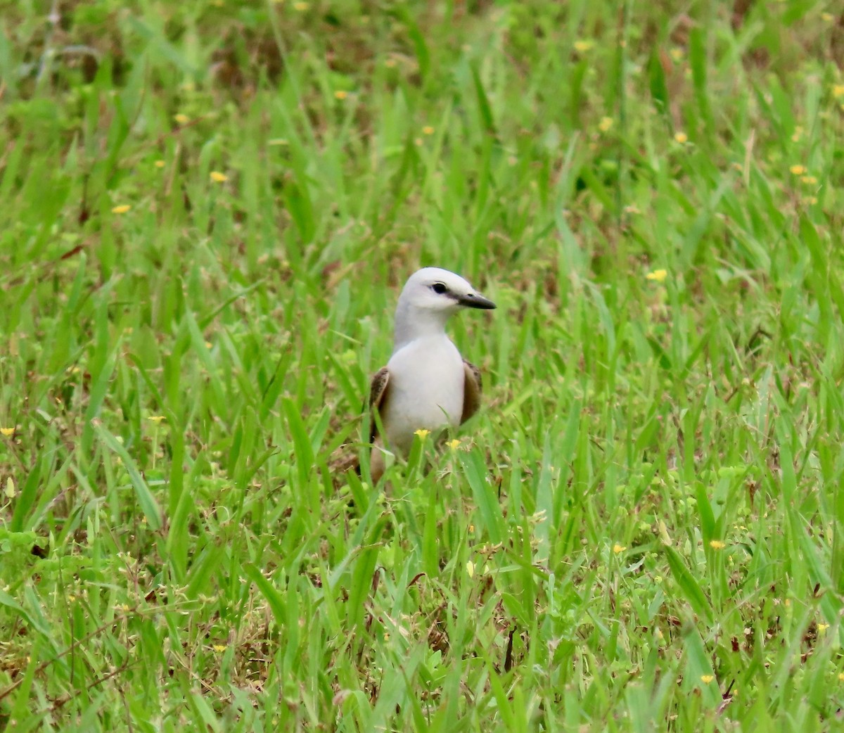 Scissor-tailed Flycatcher - ML636681545