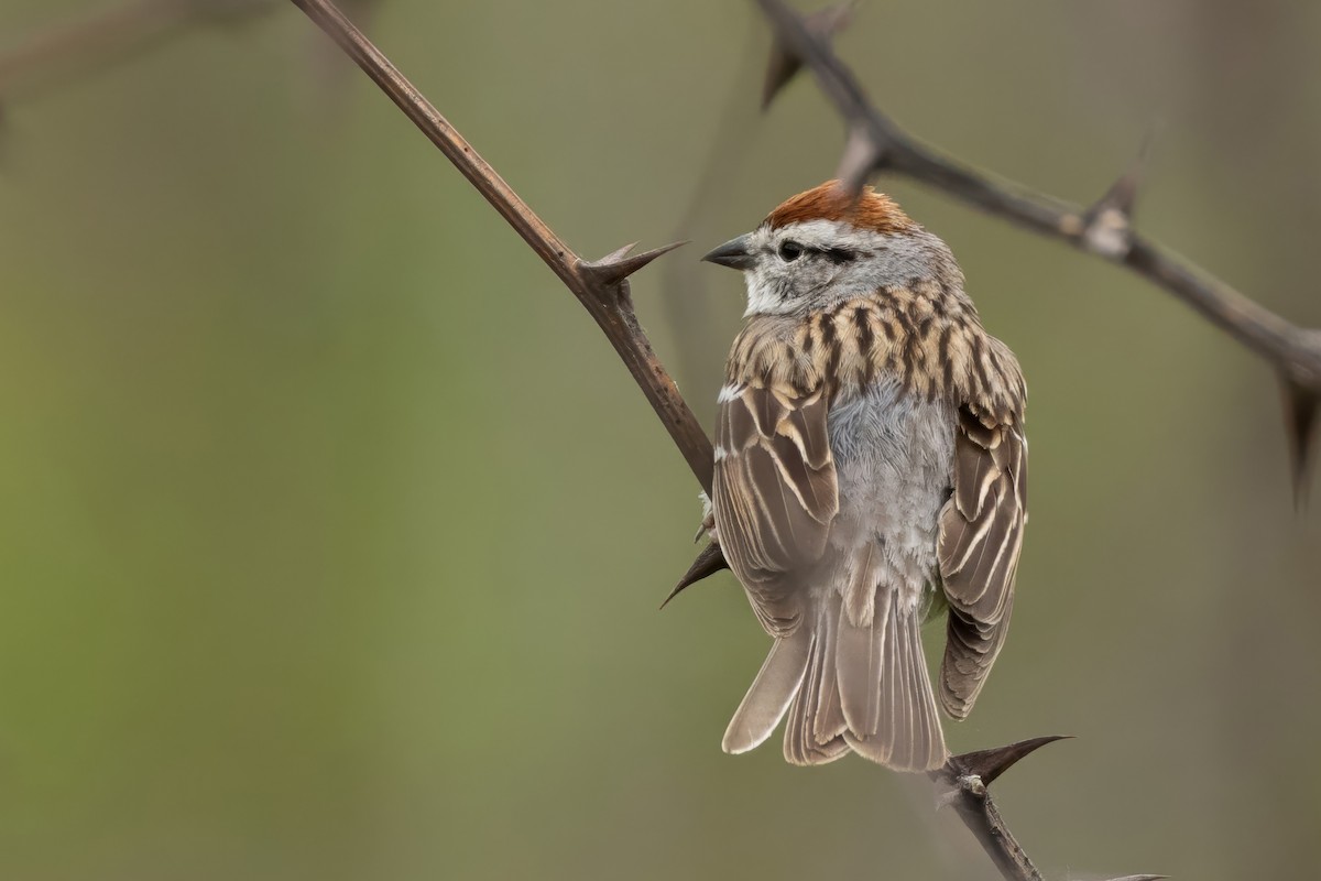 Chipping Sparrow - ML636681546