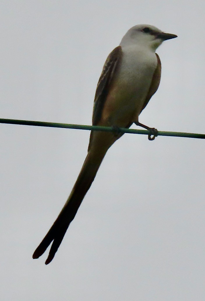 Scissor-tailed Flycatcher - ML636681620