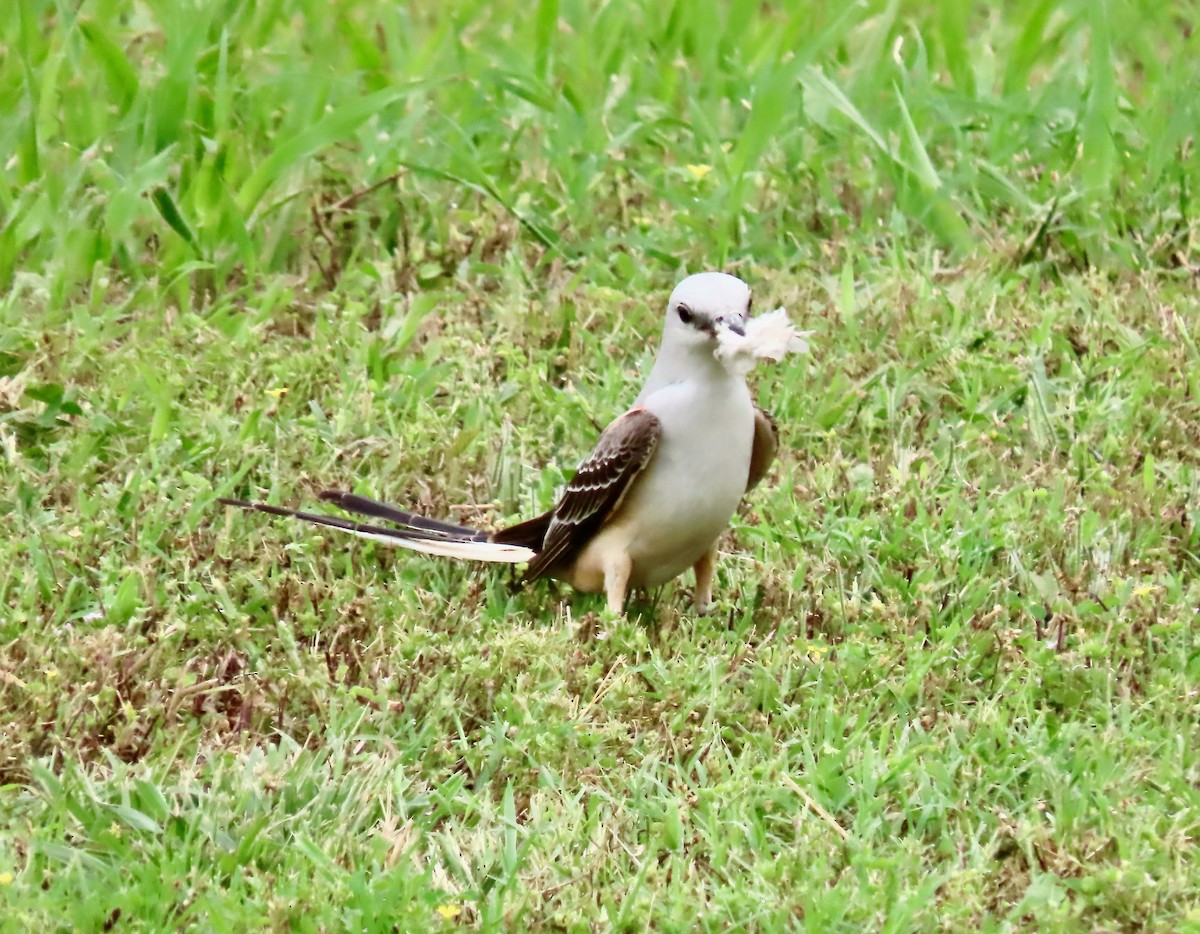 Scissor-tailed Flycatcher - ML636681627