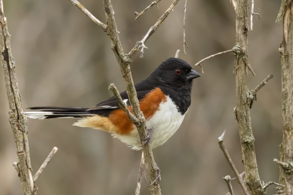 Eastern Towhee - ML636681664