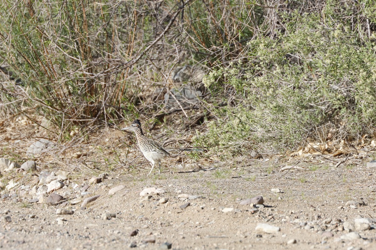 Wegekuckuck - ML636681751