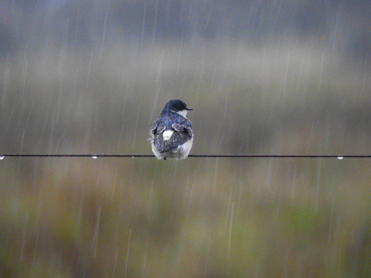 White-rumped Swallow - ML636681781