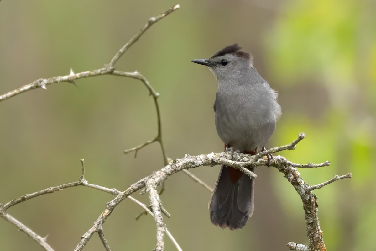 Gray Catbird - ML636681829