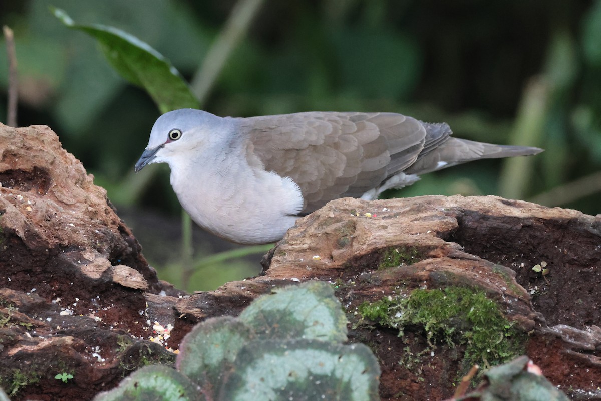 Gray-headed Dove - ML636681830