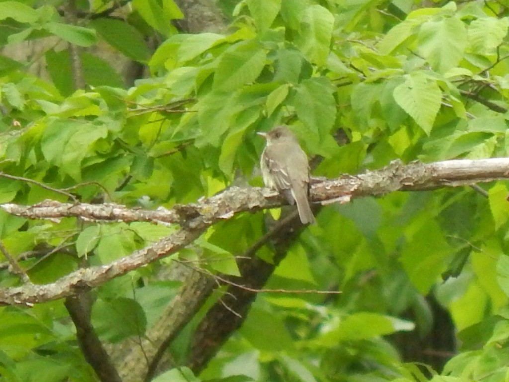 Eastern Wood-Pewee - ML636681860