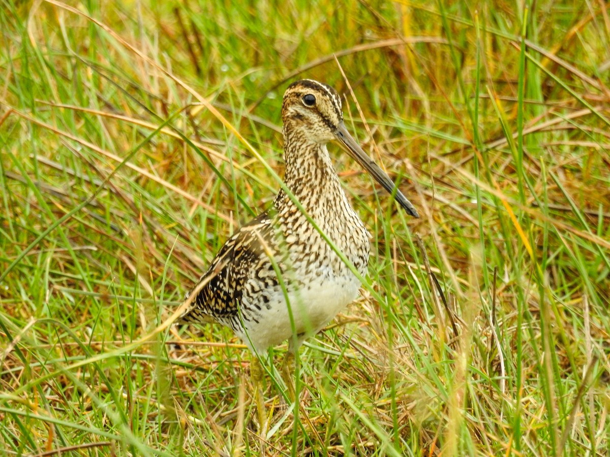 Pantanal Snipe - ML636681900
