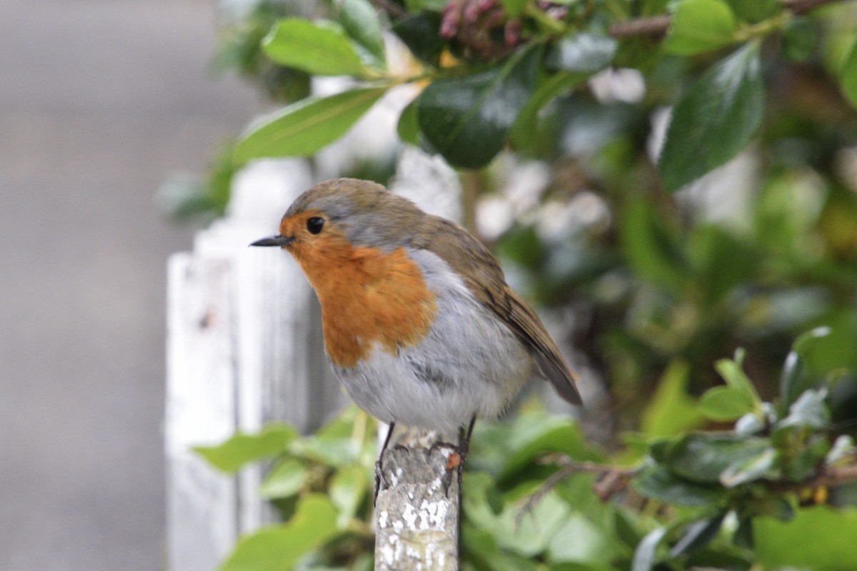 European Robin - ML636681915