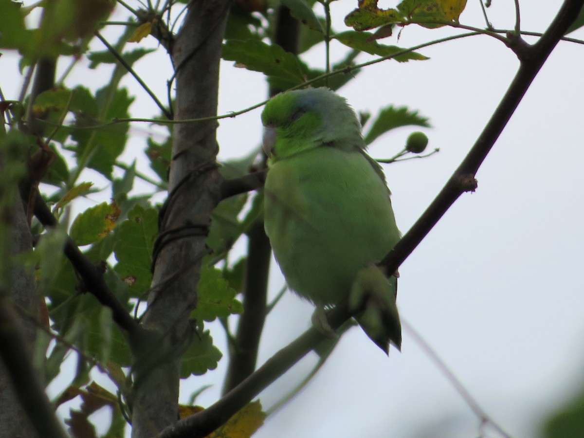 マメルリハシインコ - ML636681926