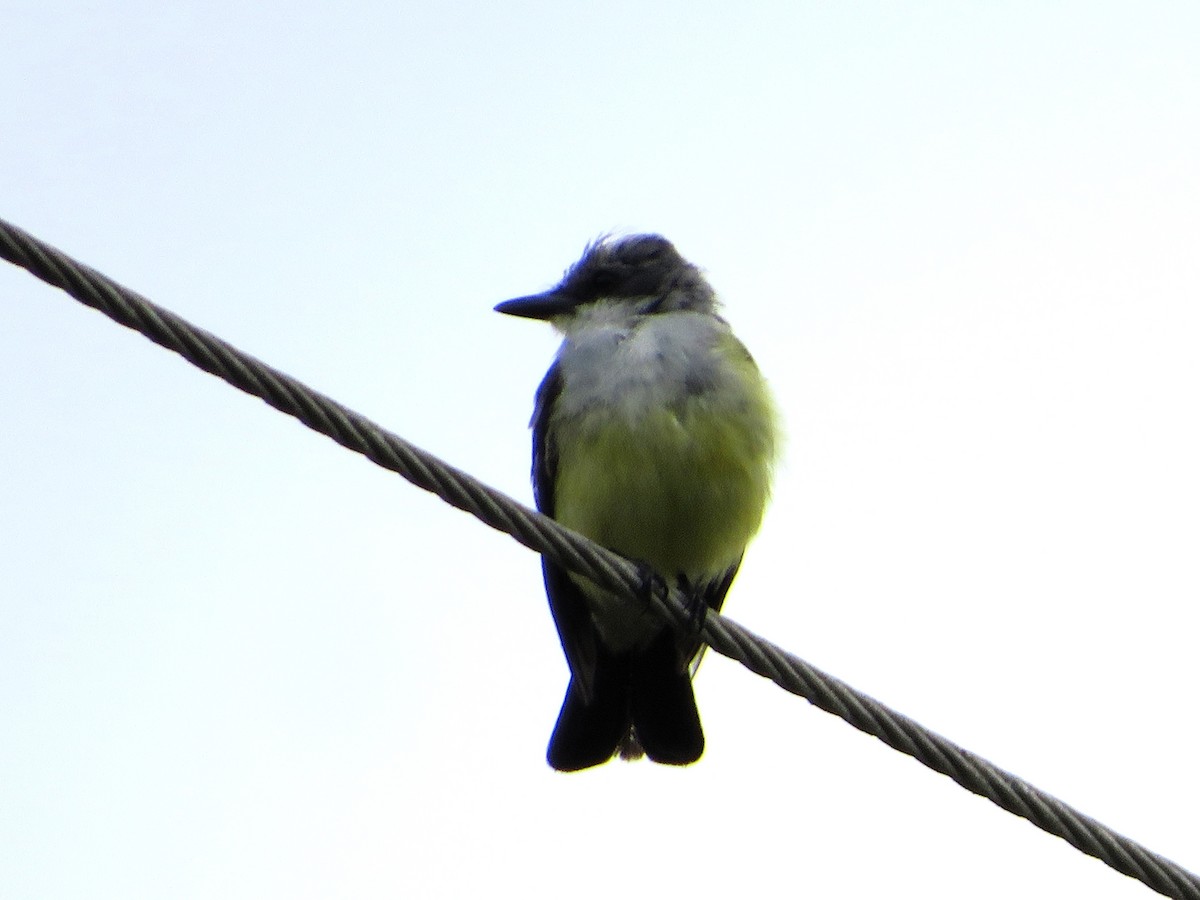 Snowy-throated Kingbird - ML636681940