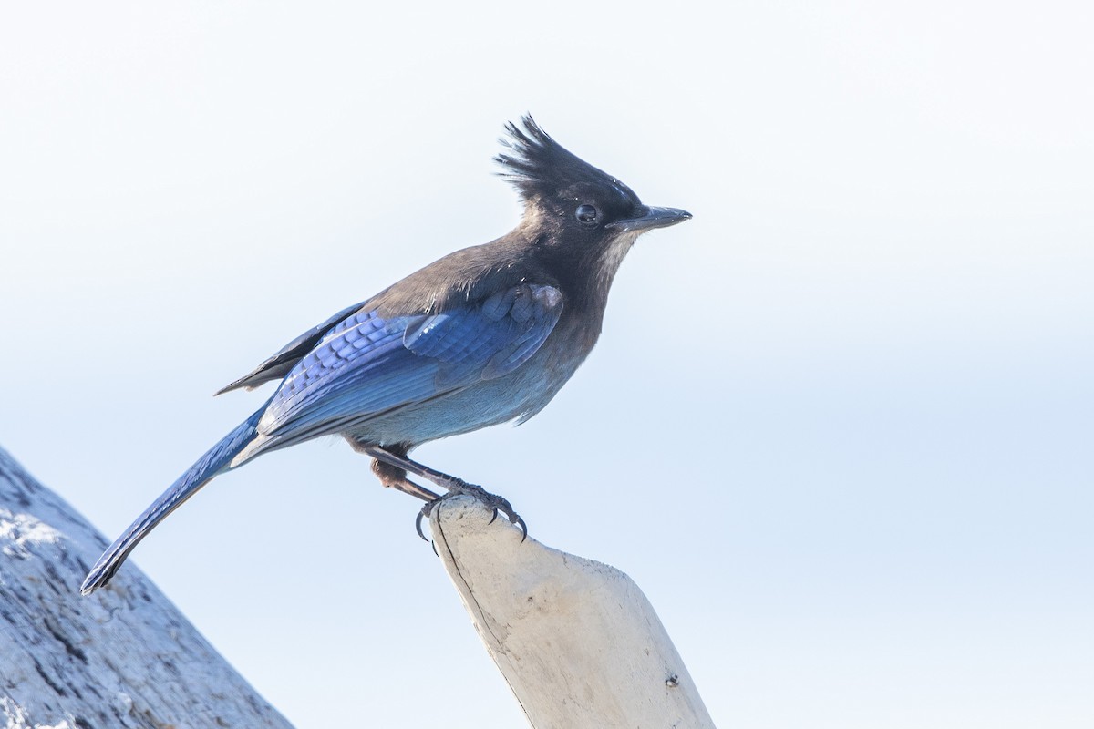 eBird Checklist - 28 May 2025 - Point No Point - 30 species