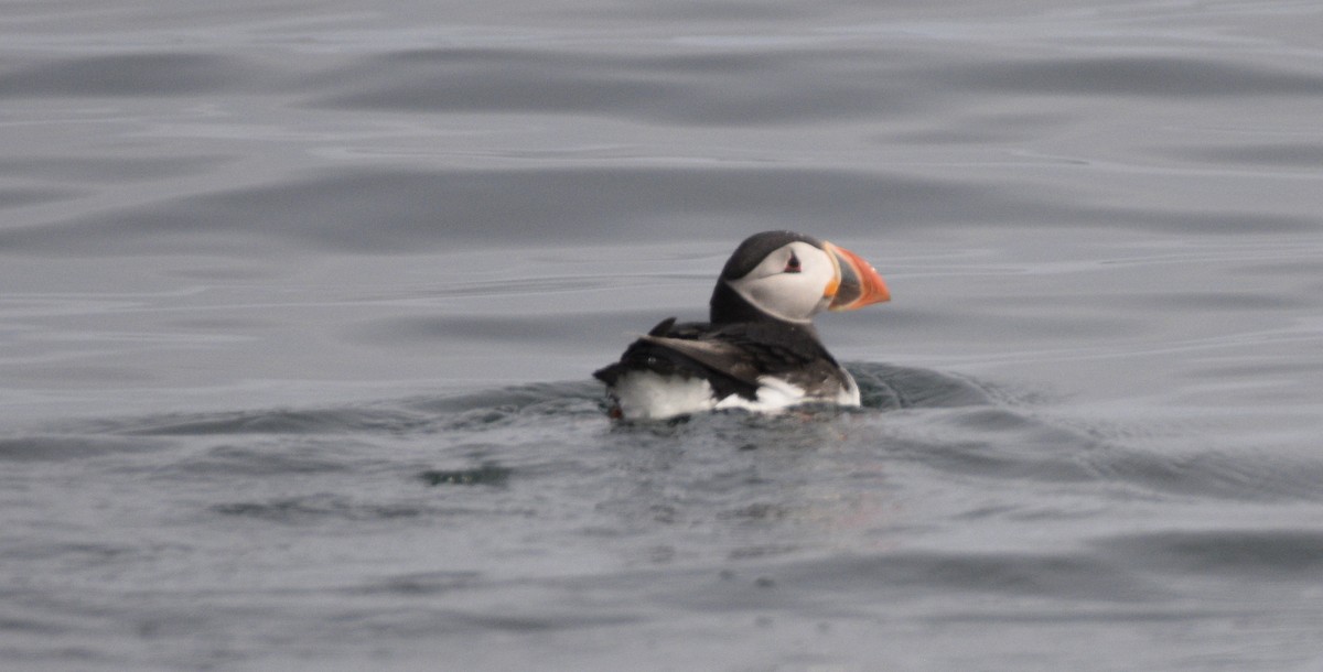 Atlantic Puffin - ML636682022