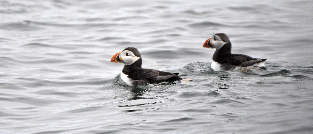 Atlantic Puffin - ML636682023