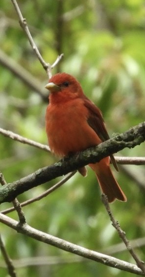 Summer Tanager - ML636682036