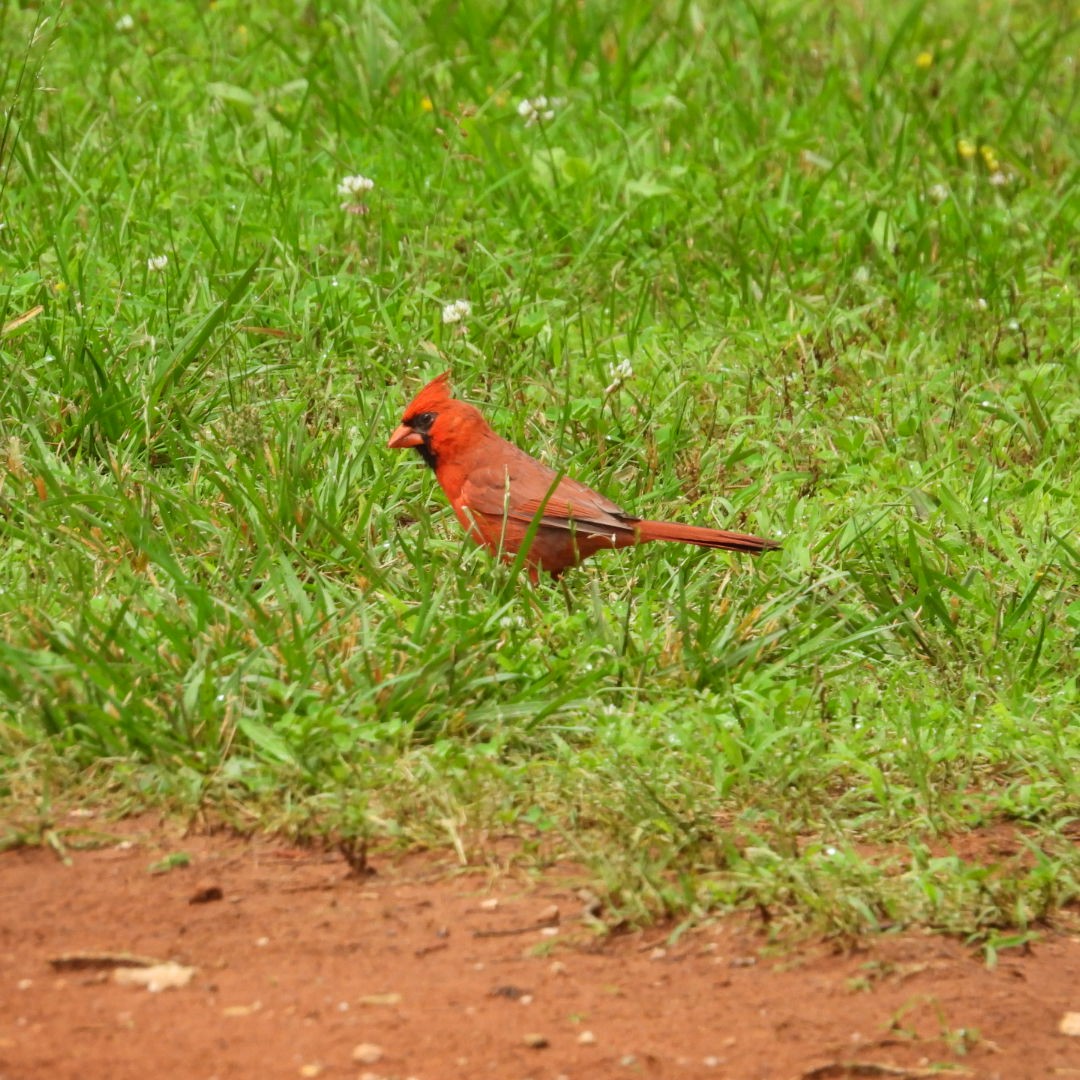 Northern Cardinal - ML636682045