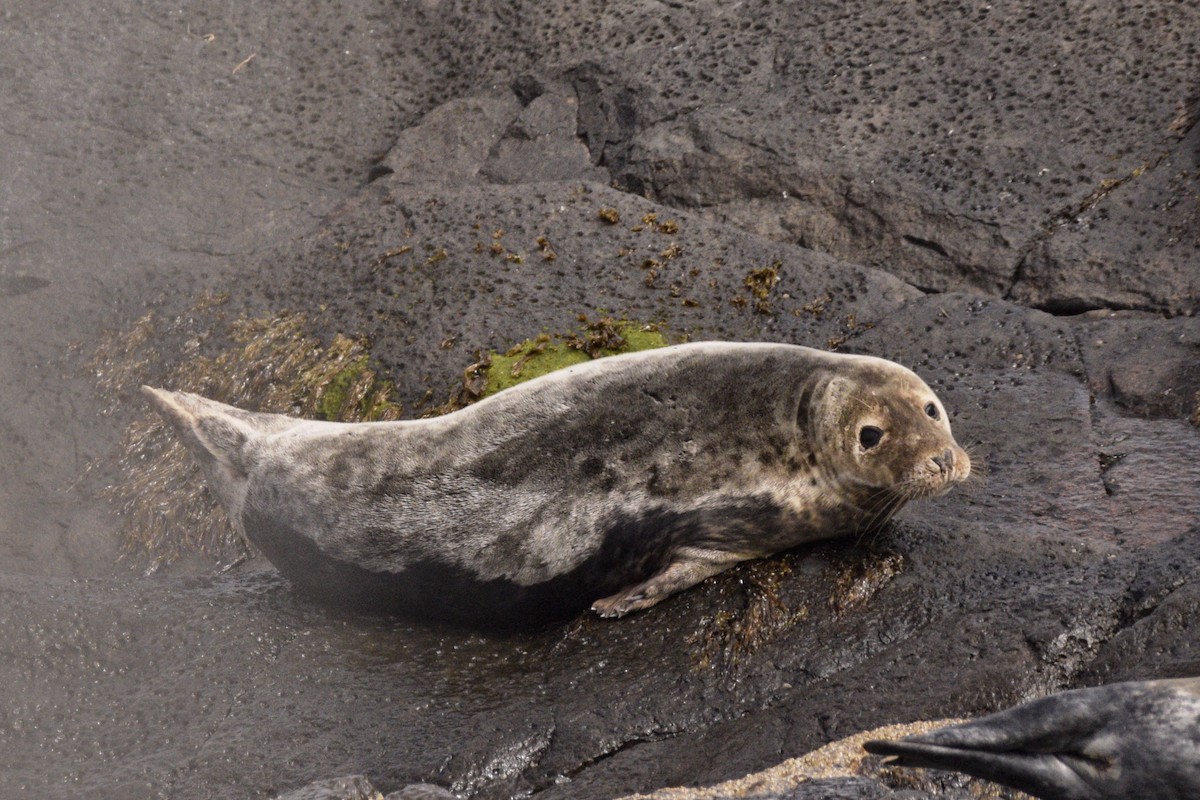 Mammals - ML636682071