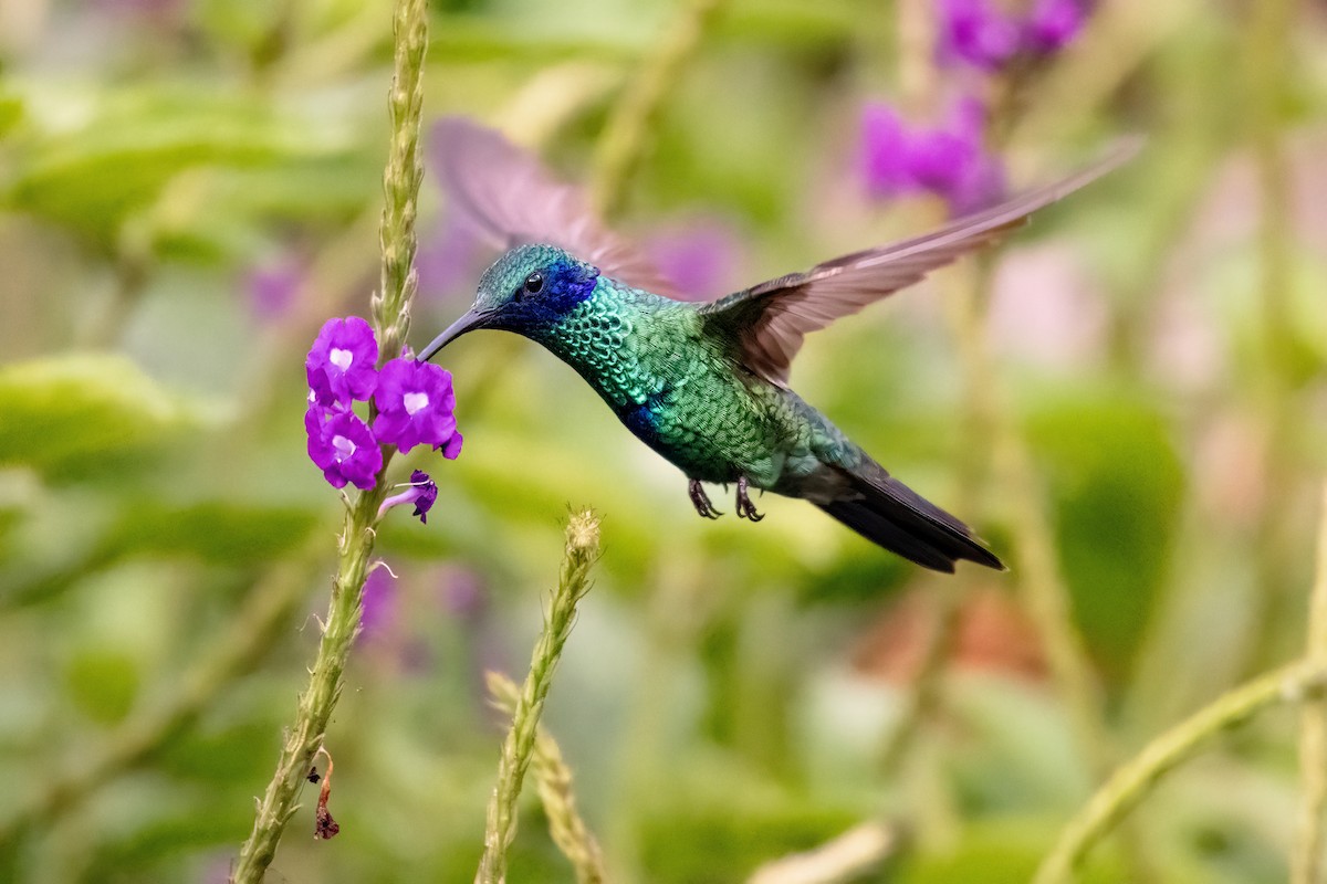 Sparkling Violetear - ML636682098