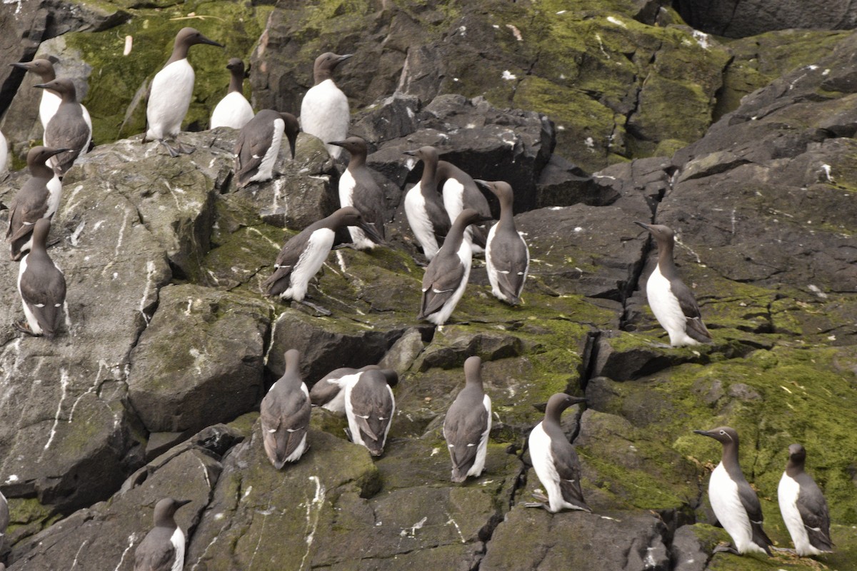 Common Murre - ML636682150