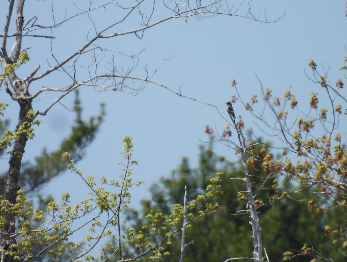 Olive-sided Flycatcher - ML636682159