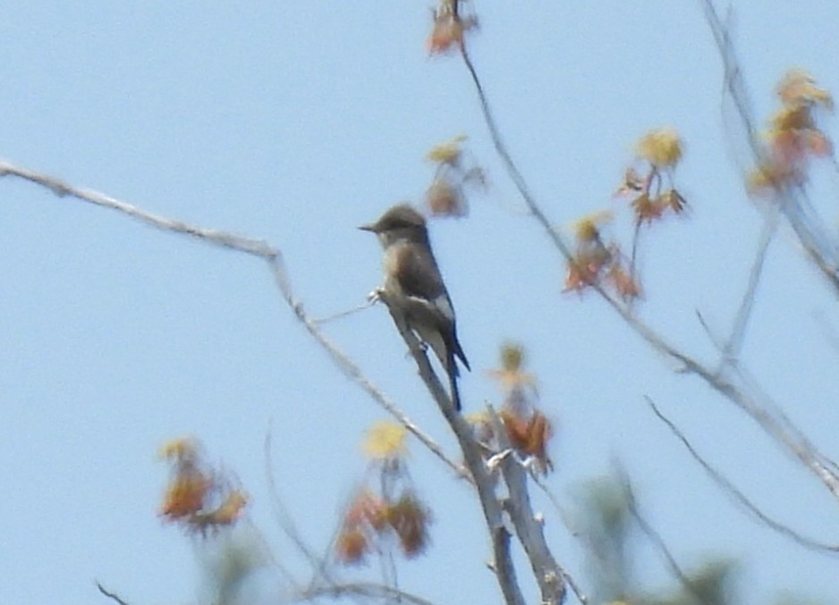 Olive-sided Flycatcher - ML636682171