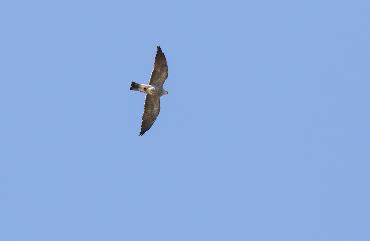 Mississippi Kite - ML636682206