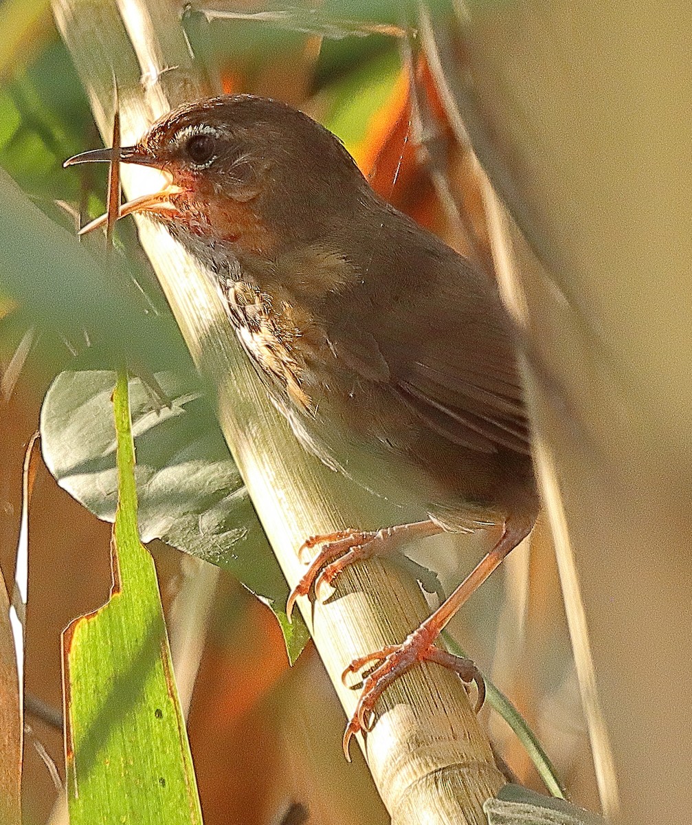 Marsh Babbler - ML636682214